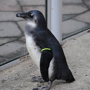 African Black-footed Penguin