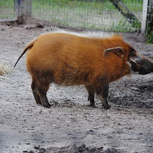 Red River-Hog