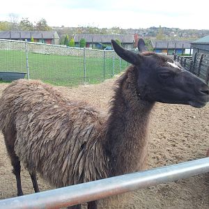 Llama - 16/10/2011