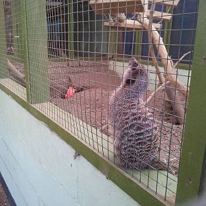 Meerkat - 16/10/2011