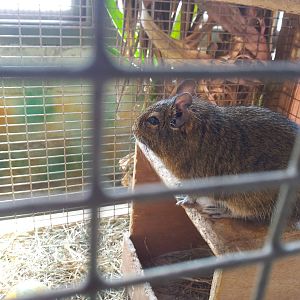 Degu - 16/10/2011