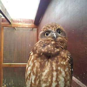 Boobook Owl - 16/10/2011