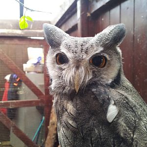 Southern White-faced Scops-owl - 16/10/2011