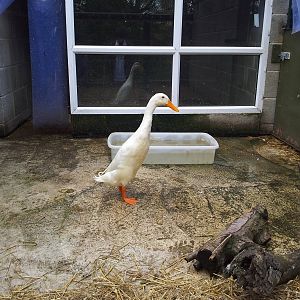 Indian Runner Duck - 16/10/2011