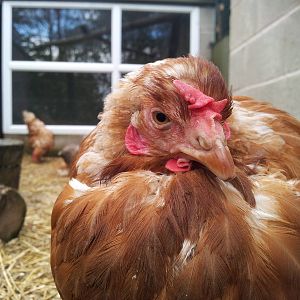 Ex-battery Chicken - 16/10/2011