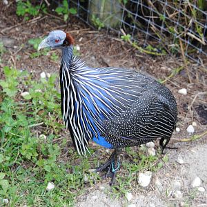 Vulturine Guineafowl