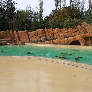 Sea Lion Pool - 01/10/2011