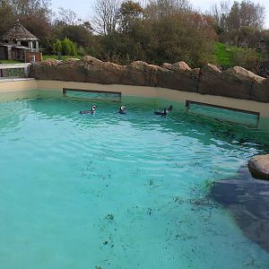Penguin Pool - 01/10/2011