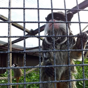 Bearded Emperor Tamarin - 01/10/2011