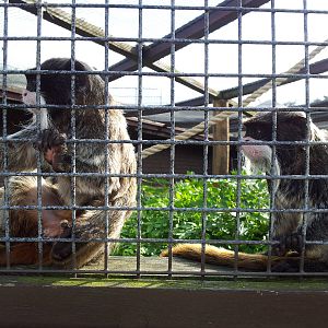 Bearded Emperor Tamarin - 01/10/2011