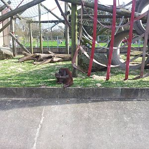 Orangutan Exhibit - 01/10/2011