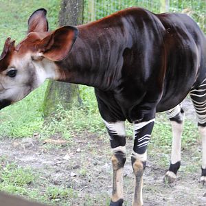 Okapi