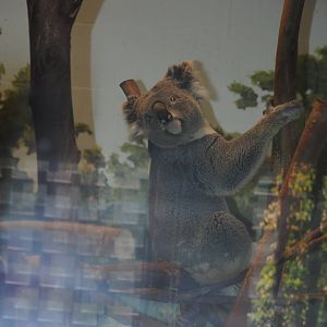 Koala