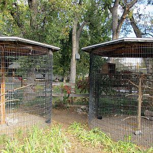 Riverside Zoo - Swainson's Hawk and Great Horned Owl Exhibits