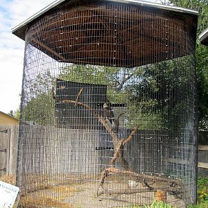 Riverside Zoo - Bald Eagle Exhibit
