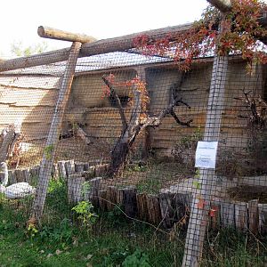 Riverside Zoo - Trumpeter Swan Exhibit