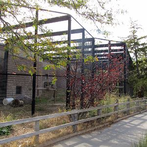 Riverside Zoo - Chimpanzee Exhibit