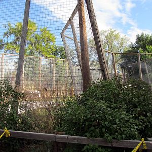 Riverside Zoo - Lion Exhibit