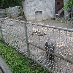 Collard Peccary exhibit