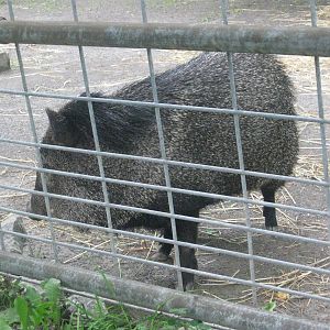 Collard Peccary