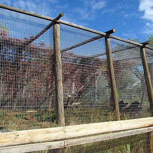 Riverside Zoo - Leopard Exhibit
