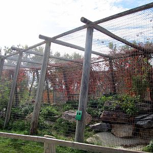 Riverside Zoo - Eurasian Lynx Exhibit