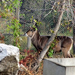 Riverside Zoo - Waterbuck