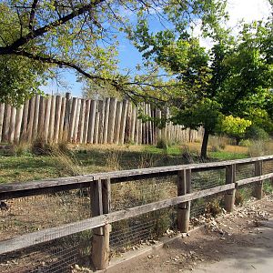 Riverside Zoo - Reeve's Muntjac Exhibit