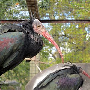 Riverside Zoo - Waldrapp Ibises