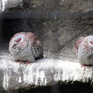 Riverside Zoo - Speckled Pigeons?