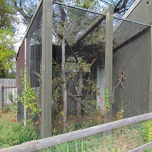 Riverside Zoo - Golden-headed Lion Tamarin Exhibit