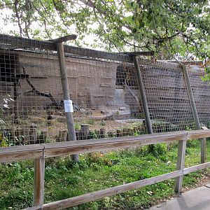 Riverside Zoo - Trumpeter Swan Exhibit