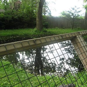 American Alligators exhibit
