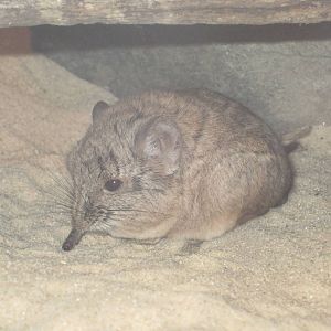 Short-Eared Elephant Shrew