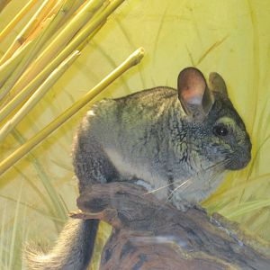 Chinchilla