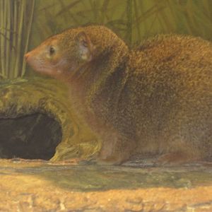 Dwarf Mongoose