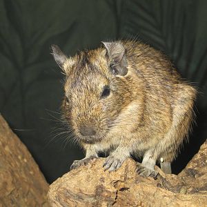 Degu
