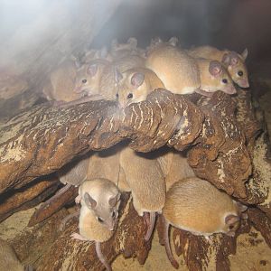 Egyptian Spiny Mice