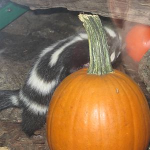 Skunk With A Pumpkin