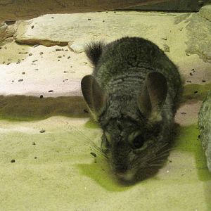 Chinchilla