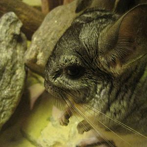 Up-Close With A Chinchilla