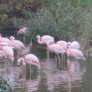 Chilean Flamingo Flock