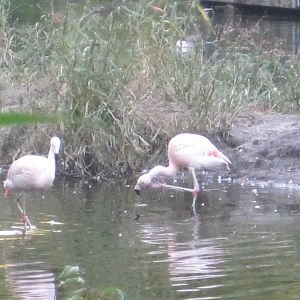 Chilean Flamingoes