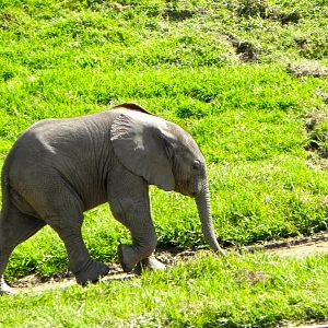 Newest baby elephant