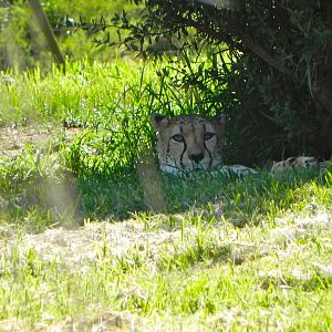 Behind the Scenes Safari Cats and Critters