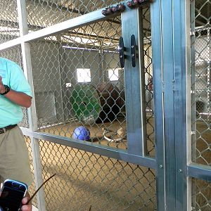 Behind the Scenes Safari Cats and Critters