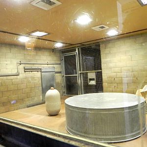 Behind the Scenes Safari Cats and Critters