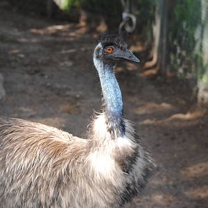 Emu