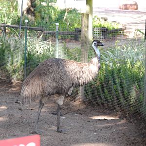 Emu