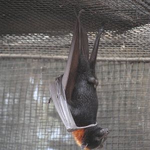Malayan Flying Fox